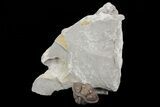 Wide, Enrolled Flexicalymene Trilobite - Removable From Shale #67669-1